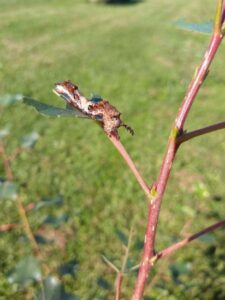 Plan Now for a Caterpillar, Butterfly Habitat in Spring Image